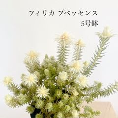 ピメレア フィソディス ウエディングベル 4号鉢③オージープランツ