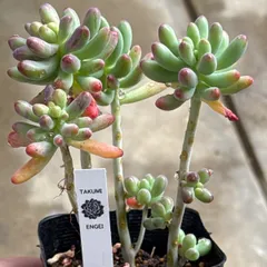 乙女心❣️札付き❗️多肉植物　抜き苗