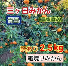 ★青島みかん【2.5kg】霜焼け・しなび(小玉〜Ｌ)【農家直送】三ヶ日みかん⚠️完売