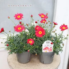 花苗 PW マーガレット ストロベリーホイップ 3.5号 多年草 色が変わる レッド ピンク かわいい ナチュラル 四季咲き よく咲く 丈夫 明るい ボリューム 庭 花壇