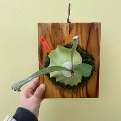 willinckii dwarf Nano 胞子培養 5 ビカクシダ - メルカリ