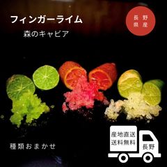 8001 オーストラリア原産の野生味溢れる柑橘類「フィンガーライム（赤