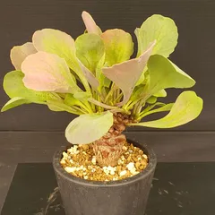 稀少】10 オトンナ へレイ へレー TC株 塊根 コーデックス 現品限り