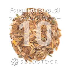 [種子] フォークイエリア プルプシー 10粒｜SEEDSTOCKのサムネイル