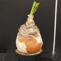 2026年最新】ハエマンソイデスの人気アイテム - メルカリ