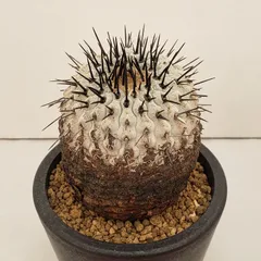 2026年最新】コルムナアルバの人気アイテム - メルカリ