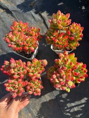 多肉植物 Z1208 クイーンローズニシキ 18株 抜き苗 エケベリア セダム