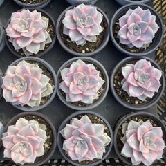 多肉植物 Z1208 クイーンローズニシキ 18株 抜き苗 エケベリア セダム