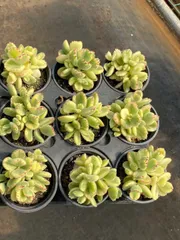 2026年最新】多肉 抜き苗 セットの人気アイテム - メルカリ