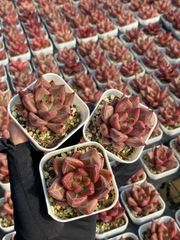 15株の抜き苗セット ドクターストレンジ 多肉植物 佐川急便発送