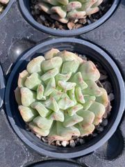 15株の抜き苗セット ドクターストレンジ 多肉植物 佐川急便発送