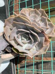 15株の抜き苗セット ドクターストレンジ 多肉植物 佐川急便発送