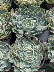 15株の抜き苗セット ドクターストレンジ 多肉植物 佐川急便発送