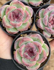 新入荷　50株の抜き苗セット　ウメ　多肉植物　佐川急便発送　エケベリア　セダム　韓国苗　Z350