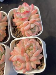 50株の抜き苗セット】リリースー 多肉植物 佐川急便発送 エケベリア