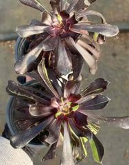 18株の抜き苗セット ドクターストレンジ 多肉植物 佐川急便発送