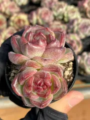 新入荷　54株の抜き苗セット　ウメ　多肉植物　佐川急便発送　エケベリア　セダム　韓国苗　Z459