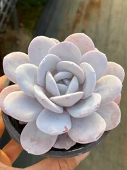 新入荷　30株の抜き苗セット　ユキレン　多肉植物　佐川急便発送　エケベリア　セダム　韓国苗　Z516