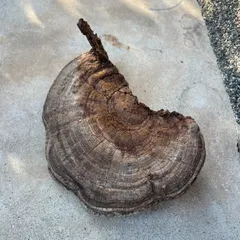 2026年最新】サルノコシカケの人気アイテム - メルカリ