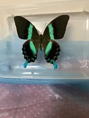 2026年最新】オオルリオビアゲハの人気アイテム - メルカリ