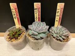 ミックスベリア　おらいさん苗　3点セット　札なし　抜き苗　第四種郵便