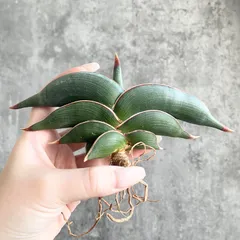 2026年最新】サンスベリア ロリダの人気アイテム - メルカリ