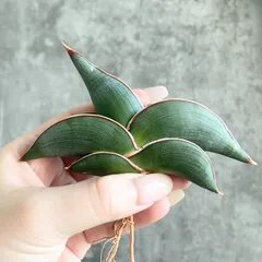 2026年最新】ロリダ サンスベリアの人気アイテム - メルカリ