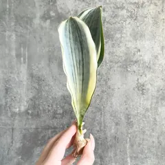 2026年最新】サンスベリア斑入りの人気アイテム - メルカリ