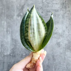 2026年最新】サンセベリア 希少の人気アイテム - メルカリ