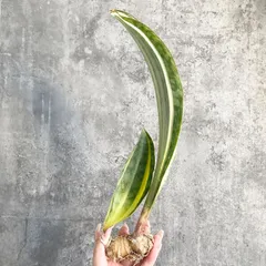 2026年最新】サンセベリア 希少の人気アイテム - メルカリ