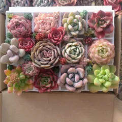 多肉植物　寄せ植えセット　詰め合わせ　カット苗　エケベリア