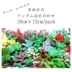 多肉植物ランダム詰め合わせ