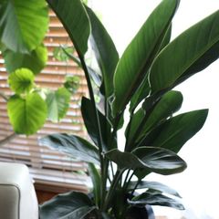 オーガスタ大きな葉 白い陶器鉢付き 高さ110cm 直接引き渡し 値下げ