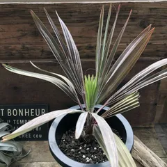 2026年最新】ビスマルキアの人気アイテム - メルカリ