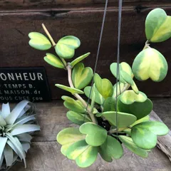 2026年最新】希少なホヤ植物の人気アイテム - メルカリ