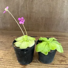 【サンプル】ムシトリスミレ セトス 2個セット Pinguicula sethos ピンギキュラ 虫取りスミレ モラネンシス エーレルサエ 交配種 交配 観葉植物 観葉 植物 珍奇植物 珍奇 珍しい レア 希少 食虫植物 食虫 インテリア プレゼント おしゃれ