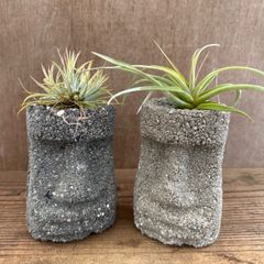 チランジア マヤントーテムポール 子株 Tillandsia - メルカリ