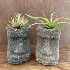 モアイ兄弟 チランジア乗せ イオナンタ・品種不明 2個セット 現品 Tillandsia ティランジア エアプランツ エアープランツ  観葉植物 観葉 植物 珍奇植物 珍奇 珍しい 面白い
