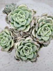 ティンカーベル錦