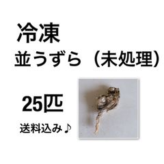 冷凍ウズラ(未処理) 30羽 - メルカリ