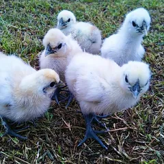 2026年最新】烏骨鶏の人気アイテム - メルカリ