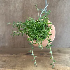 セネシオ ドルフィンネックレス Senecio peregrinus 現品 キク科 セネシオ属 オリジナル パルムポット セネシオ ペレグリヌス セネキオ 観葉植物 観葉 植物  ハンギング 吊り下げ 吊るす インテリア プレゼント おしゃれ かわいい