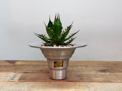 エボリスピナ【発根済】【ramat】【作家鉢】【現地球】 - メルカリ