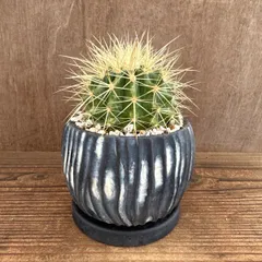 キンシャチ 陶器鉢付き 現品 Echinocactus grusonii 金鯱 グルソニー 玉サボテン 観葉植物 観葉 植物  多肉植物 多肉 カクタス サボテン インテリア プレゼント ミニ 小さい おうち時間
