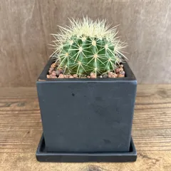 キンシャチ 四角黒陶器鉢付き 現品 Echinocactus grusonii 金鯱 グルソニー 玉サボテン 観葉植物 観葉 植物  多肉植物 多肉 カクタス サボテン インテリア プレゼント ミニ 小さい おうち時間