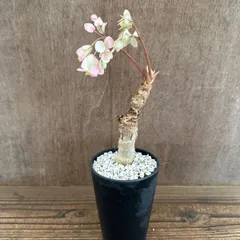 ★【サンプル】ベゴニア クラシカウリス 　黒ポット　Begonia crassicaulis シュウカイドウ科 ベゴニア属　さくらベゴニア サクラベゴニア 観葉植物 観葉 植物 レア 希少 インテリア プレゼント かわいい おしゃれ グリーン
