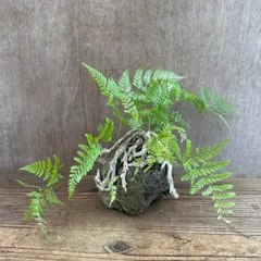 トキワシノブ 石 現品 Humata tyermannii Bear’s foot fern 羊歯 シダ 常盤忍 シノブ 猫の手シノブ 石化トキワシノブ 観葉植物 観葉 植物 インテリア プレゼント かわいい おしゃれ グリーン 盆栽 父の日