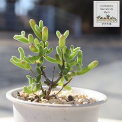 多肉植物 ドロサンテマム キャットテール Drosanthemum 希少 珍しい 苗 寄せ植え インテリア グリーン ギフト 観葉植物 耐寒性 宿根草