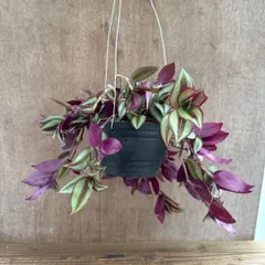 トラディスカンティア  ゼブリナ ハンギング① 現品 Tradescantia zebrinaトラディスカンチア トラデスカンチア 観葉植物 観葉 植物  つる性植物 つる性 インテリア プレゼント おしゃれ かわいい おすすめ グリーン