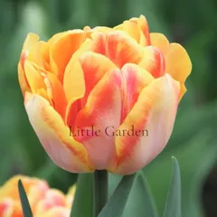 芽出し球根♡ チューリップ　フォクシーフォックストロット